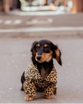 Ozzie Leopard Denim Dog Jacket
