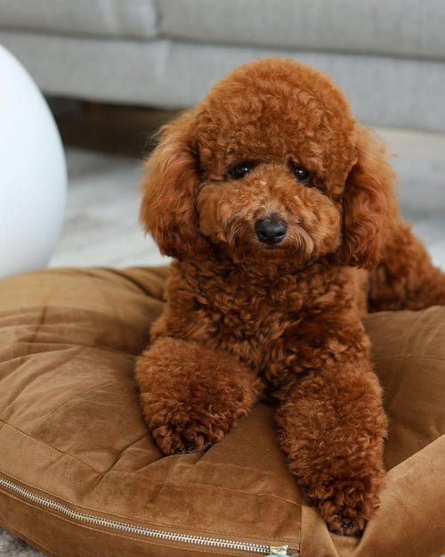 Laurel Nutmeg Round Velvet Dog Bed