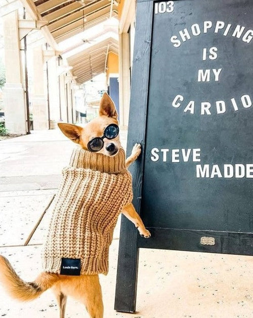 mocha sweater. best sweaters for chihuahuas 