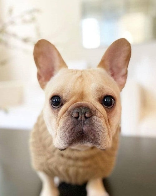 mocha sweater. corgi sweater women&