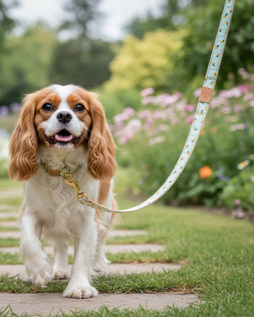 Sunny Stroll Clementine Dog Leash