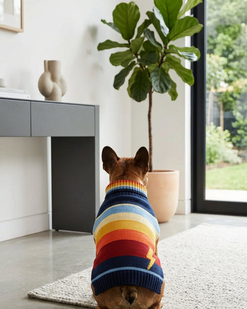 Strike a Pose Knit Dog Sweater