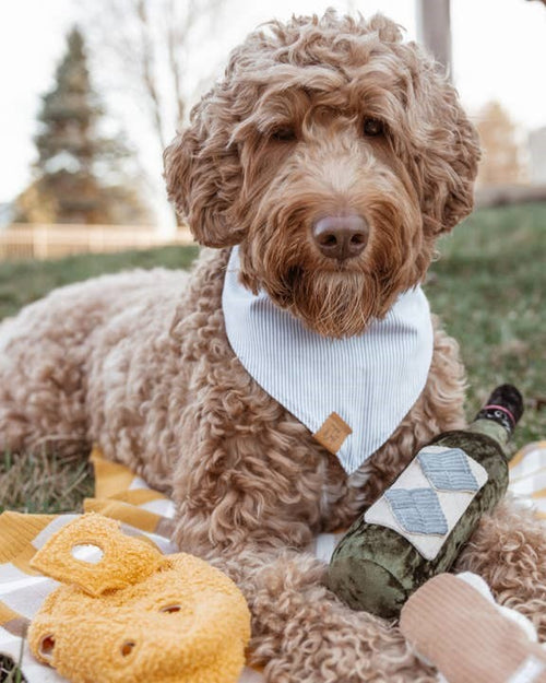 Wine Not Merlot Dog Toy