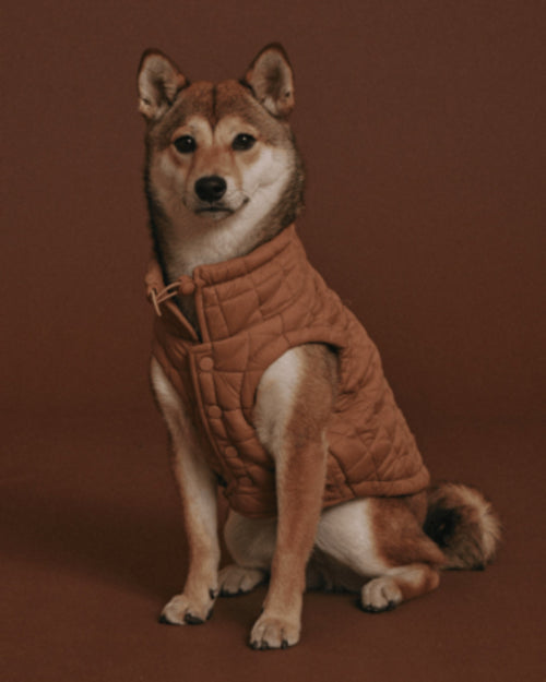 maxbone Easy Fit Jacket in Camel Image. frenchie dog jackets 