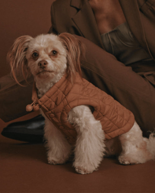 maxbone Easy Fit Jacket in Camel Image. best puppy jacket for french bulldog 