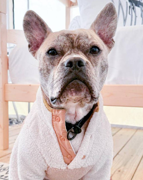 A dreamy tan sherpa bottom half accents a super soft ivory fleece top half, with tan buttons halfway down the placket of this cozy pullover. Tan trim on the cuffs, neck, and bottom hem add the perfect finishing touch for the ultimate street style.. fleece sweaters for chihuahua dogs 