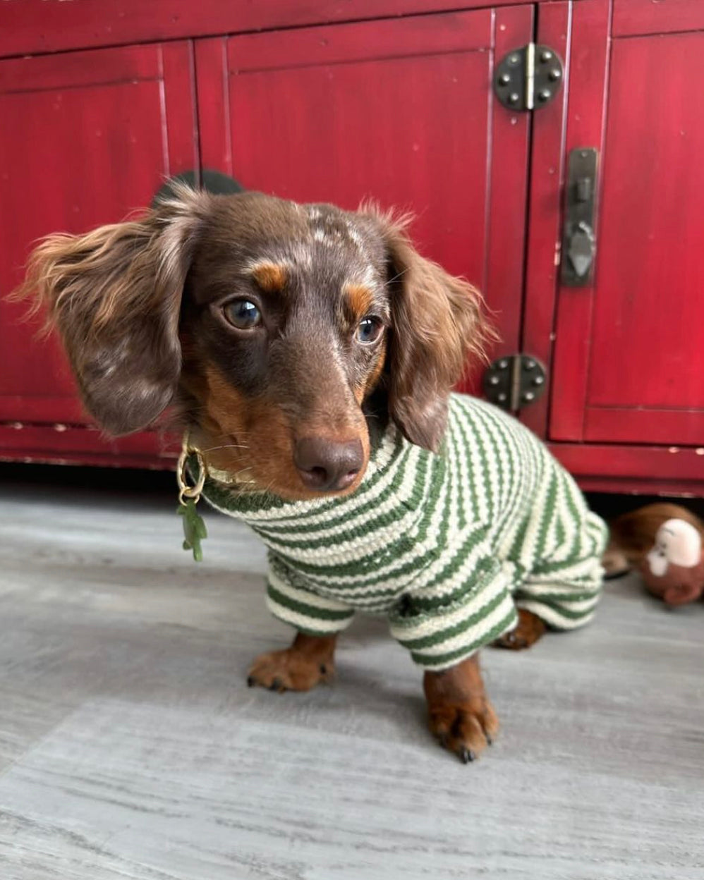Spring has Sprung Pet Collection | Shop at FURB