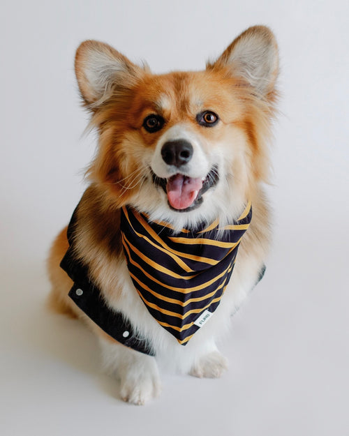 Midnight blue and gold striped dog bandana for a refined look.