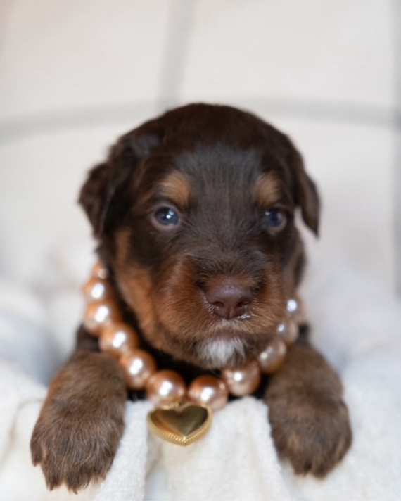 Polished Pup Champagne Pearl Dog Necklace