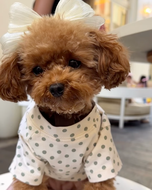 Speckled Sweetie Polka Dot Dog T-Shirt
