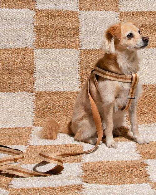 Stylish Le Classic dog harness in Rue de Rivoli, perfect for Yorkies or French Bulldogs.