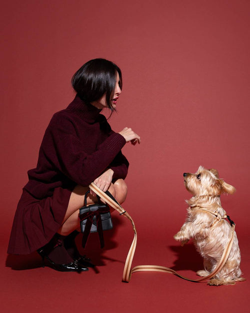 Timeless Rue de Rivoli dog harness, perfect for medium breeds like Shetland Sheepdogs or Beagles.