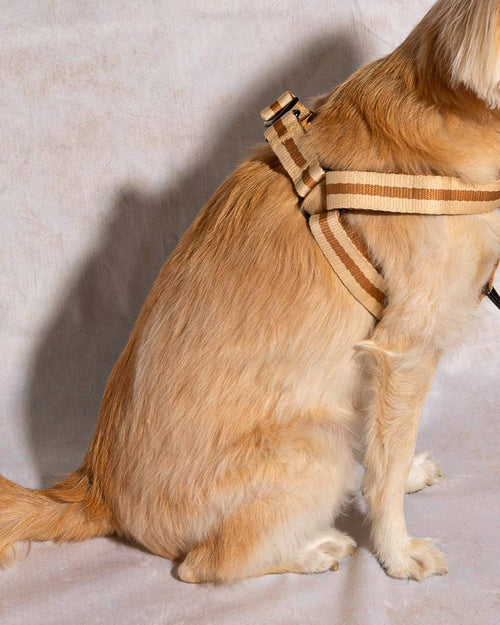 Durable and fashionable dog harness for small breeds, perfect for Corgis or Dachshunds.