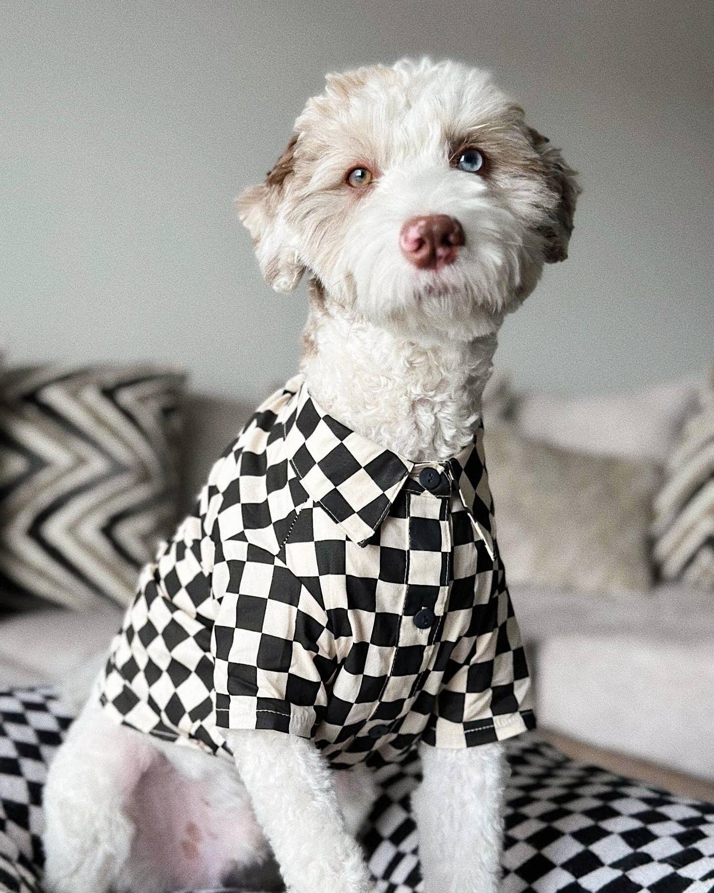 Ryder Black Check Dog Shirt