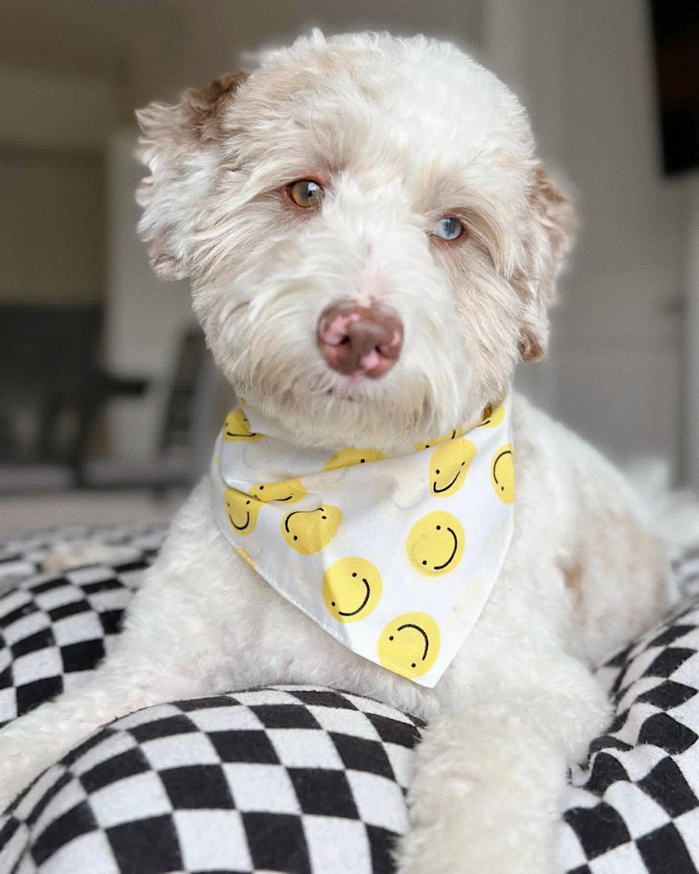 Stella Smiley Face Dog Bandana