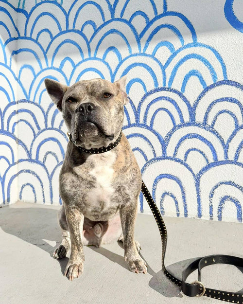 What a Stud Black Leather Leash Product Image