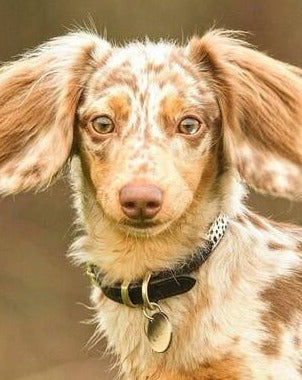 Wylde Black Spotted Pony Fur Collar Product Image