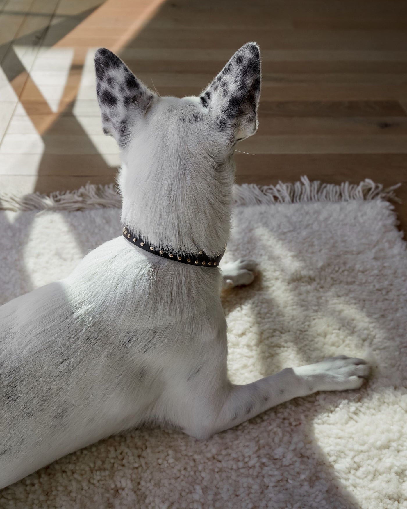 What a Stud Black Leather Collar Product Image Detail