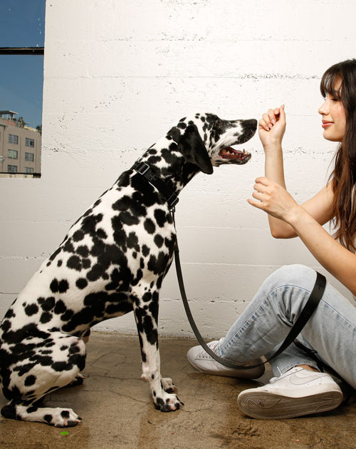 Le Luxe Leash in Neo Product Image Detail