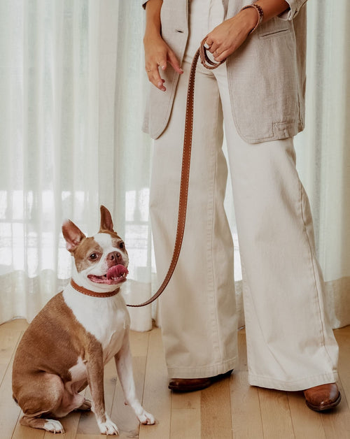 Elegant tan leather dog collar and leash set, ideal for small to medium-sized breeds like Beagles and Pugs.