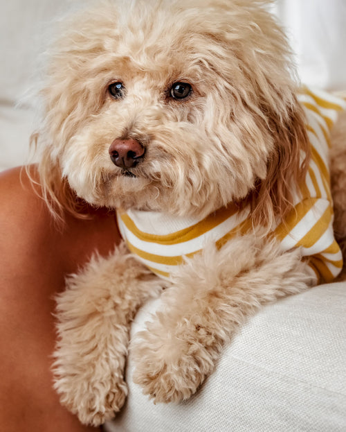 Camden Goldenrod Striped Crewneck Product Image Detail