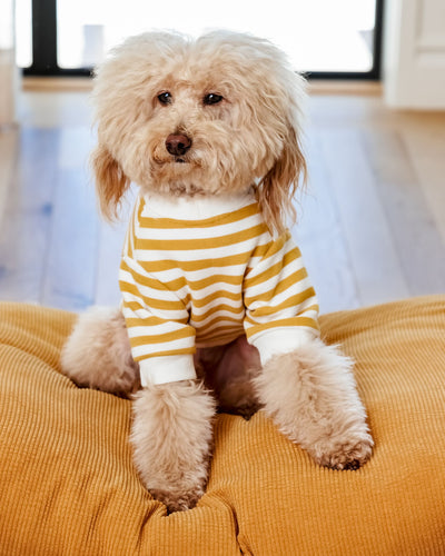 Camden Goldenrod Striped Crewneck Product Image