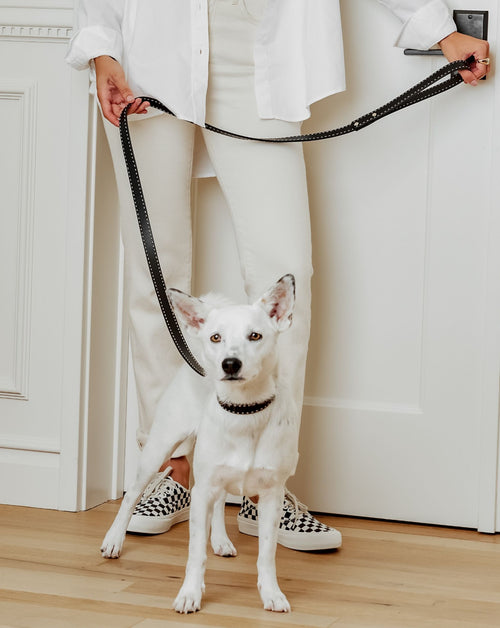 Timeless black leather dog collar and leash set for comfortable, stylish walks with your small or medium-sized dog.