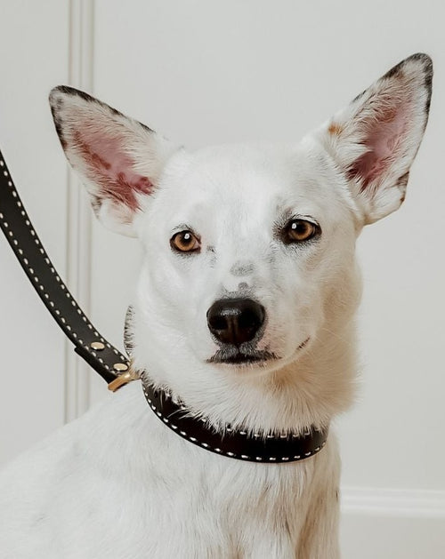 Take the Lead Black Leather Collar Product Image