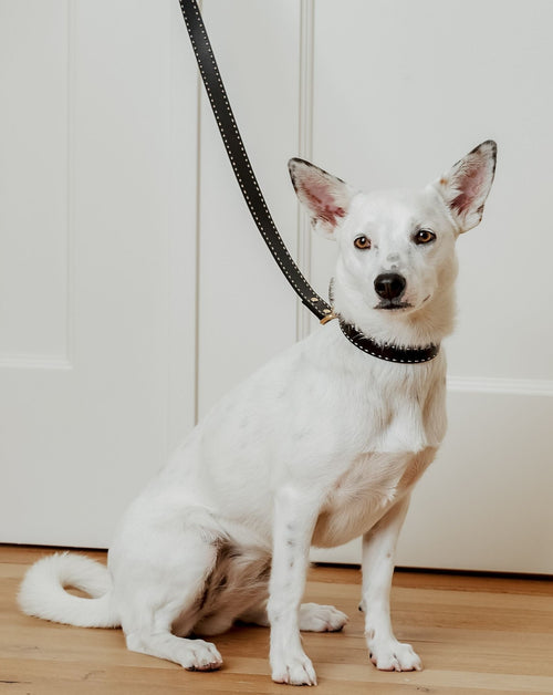 Sleek black leather dog collar and leash set, perfect for small to medium breeds like Beagles and Pugs.