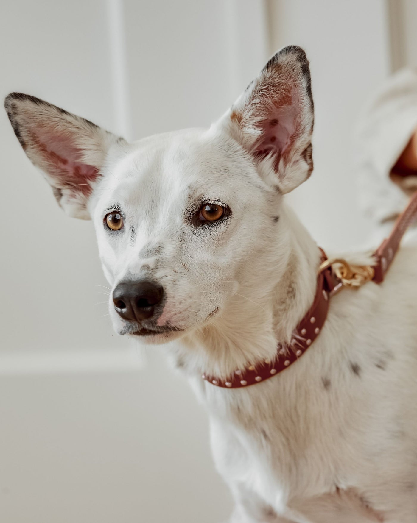 What a Stud Tan Leather Collar Product Image