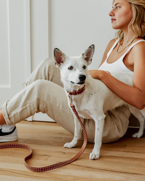 Angled shot of What A Stud tan leather walk kit, showing buckle details and comfortable fit for daily dog walks