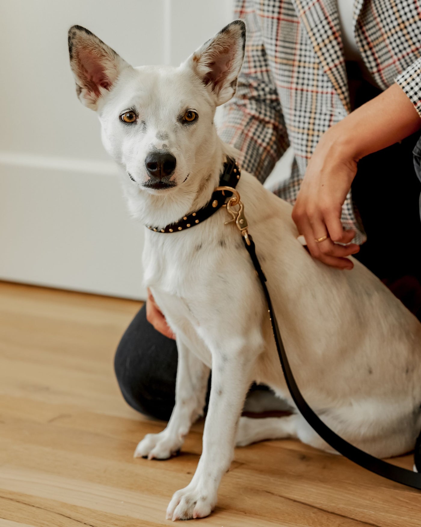 What a Stud Black Leather Leash Product Image Detail