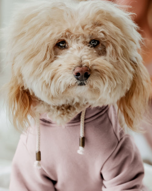 Ziggy Blush Hoodie Product Image. Chihuahua pink hoodie.