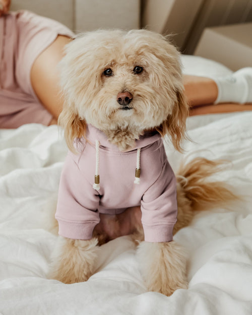 Ziggy Blush Hoodie Product Image Detail. French bulldog pink hoodie.