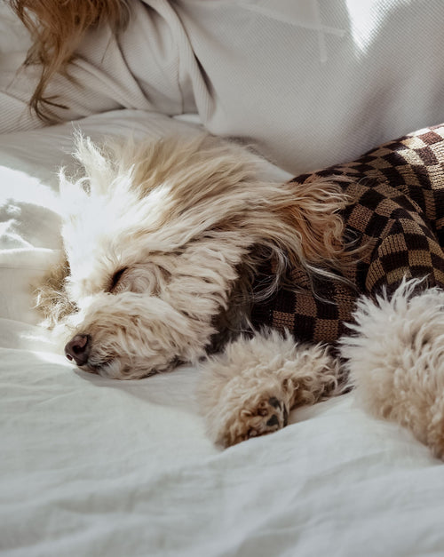 Arlo Brown Check Sweater Product Image Detail. sweaters for chihuahua dogs 