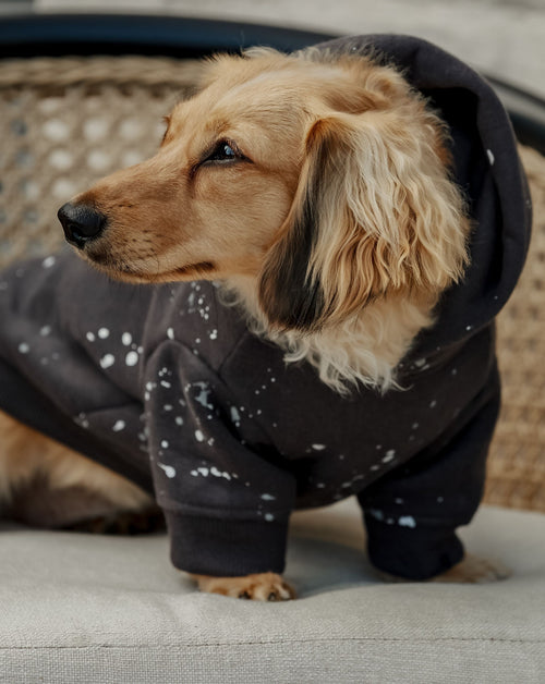 Ziggy Charcoal Paint Splatter Hoodie Product Image. Cute hoodie for chihuahuas 