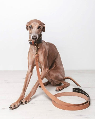 Rocco Leash in Tan and Black Leather Product Image