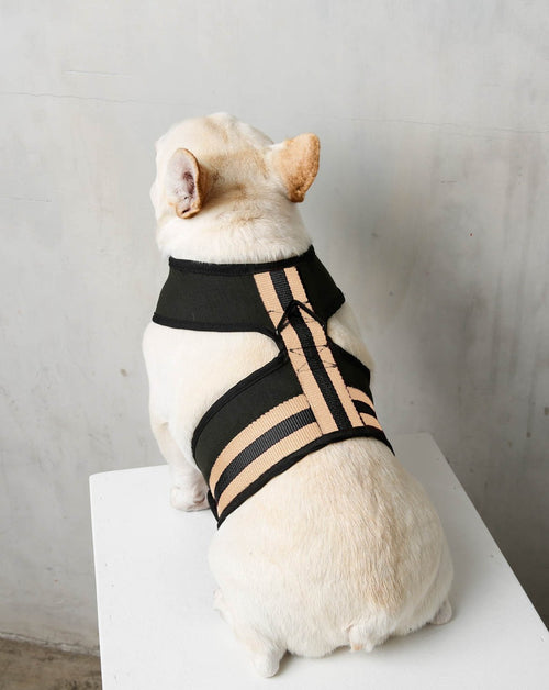 The City Harness in Rue Cambon Product Image Detail