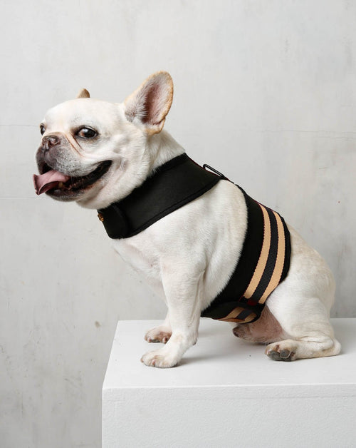 The City Harness in Rue Cambon Product Image Detail