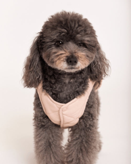 maxbone Blush Eco Packable Jacket Product Image Detail. best lightweight jacket for french bulldog 