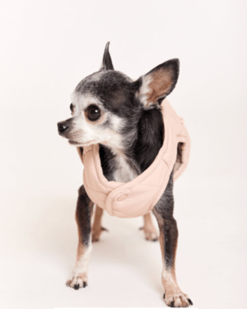 maxbone Blush Eco Packable Jacket Product Image Detail. pug lightweight jacket 