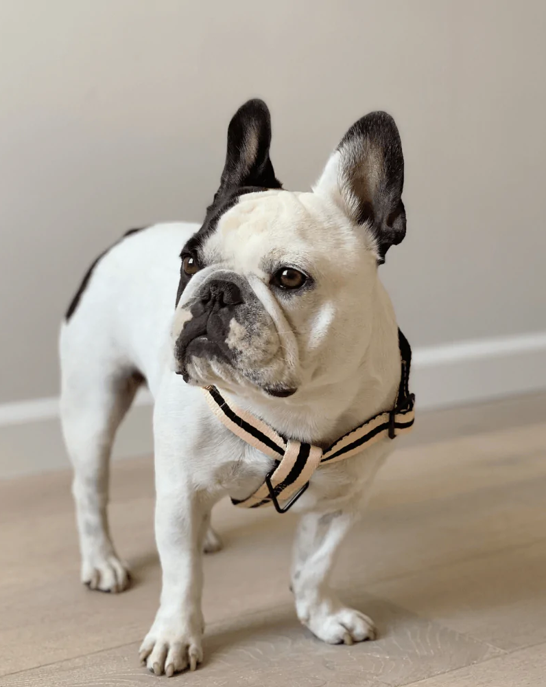 Classic sales dog harness